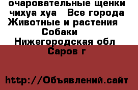 очаровательные щенки чихуа-хуа - Все города Животные и растения » Собаки   . Нижегородская обл.,Саров г.